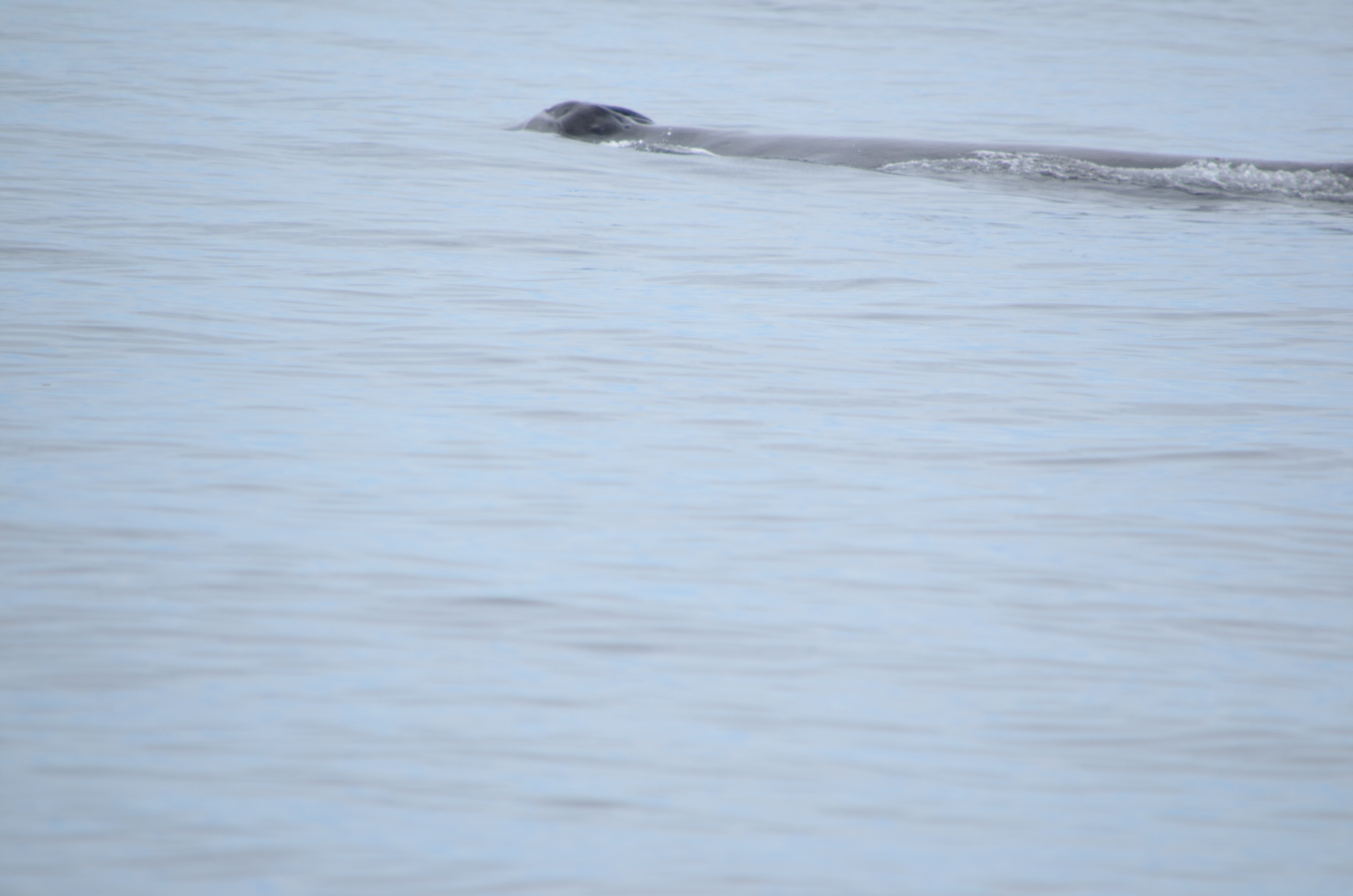 photos/wildlife/Mammal_Species/Humpback Whale/DSC_0101.JPG